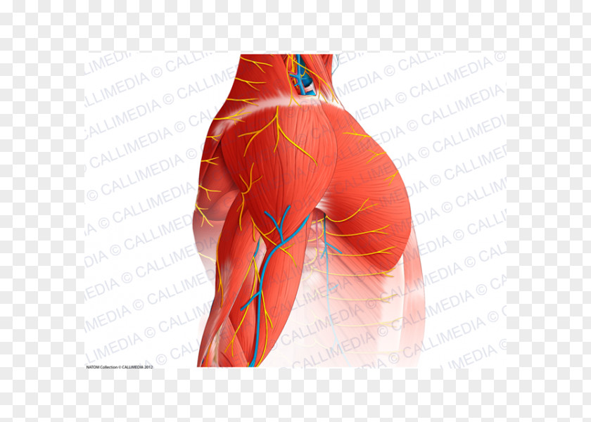 Arm Hip Shoulder Muscle Nerve Blood Vessel PNG