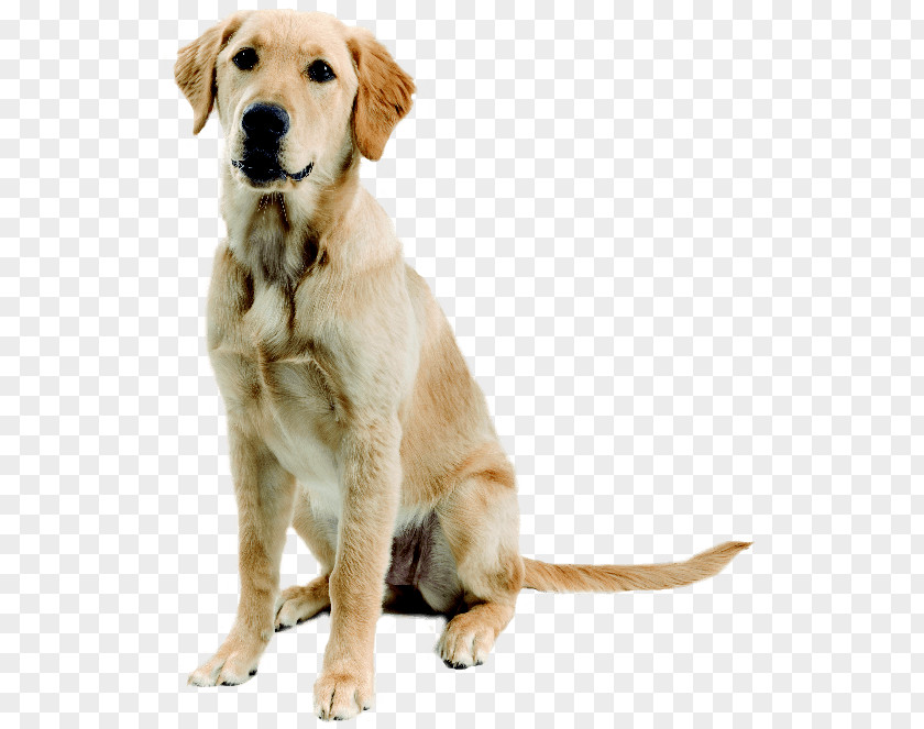 Dog Image Picture Download Dogs Labrador Retriever Golden Siberian Husky Boxer German Shepherd PNG