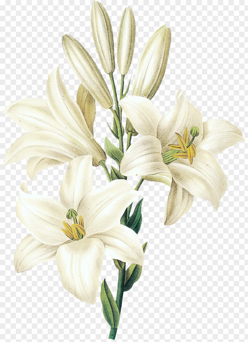 Sesame White Lily Flower Lilium Candidum Printmaking Botany Botanical Illustration PNG