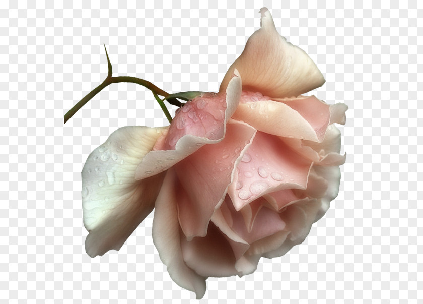 Beautiful Transparent Rose Picture Friendship Clip Art PNG