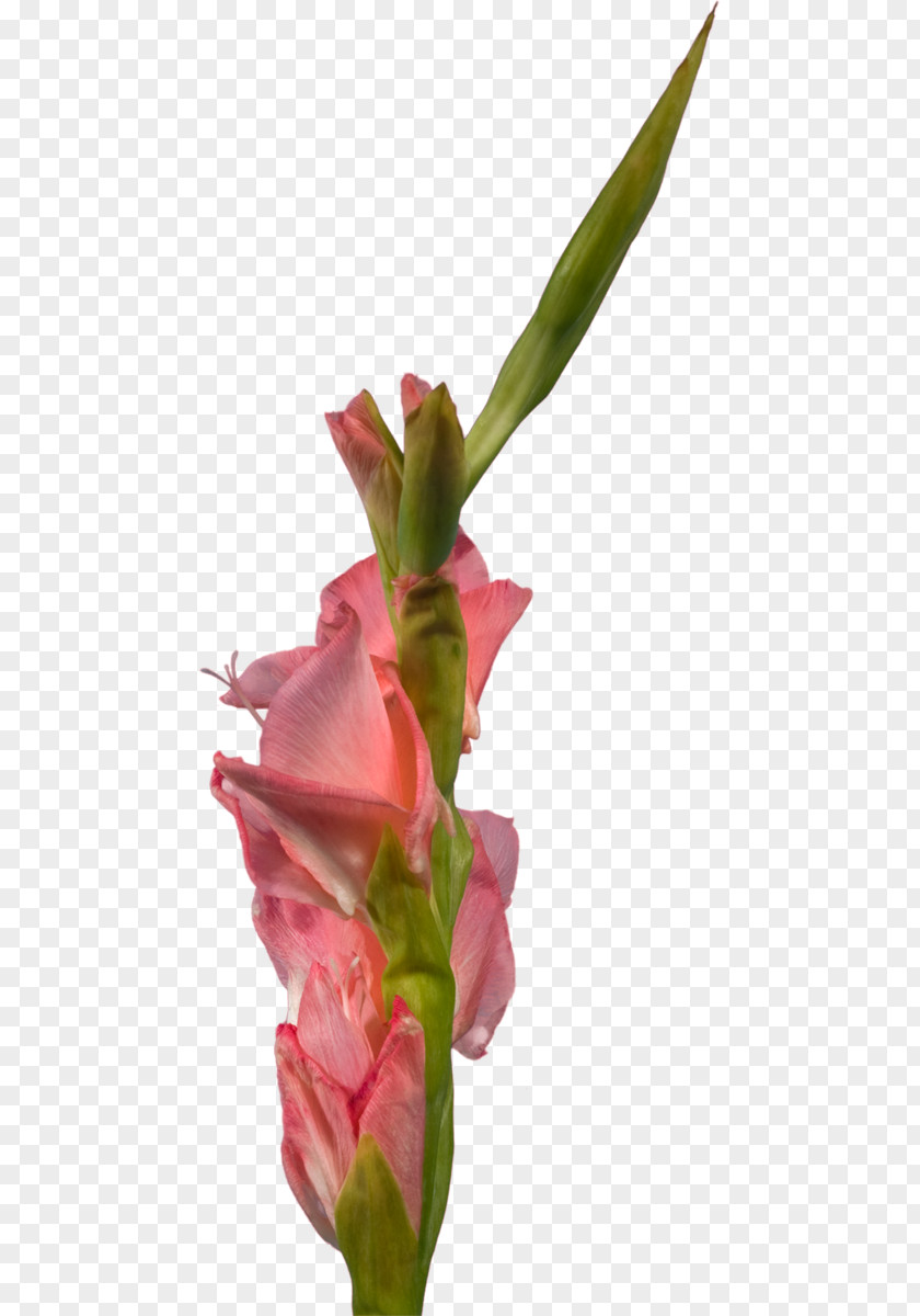 Gladiolus Cut Flowers Clip Art Petal PNG