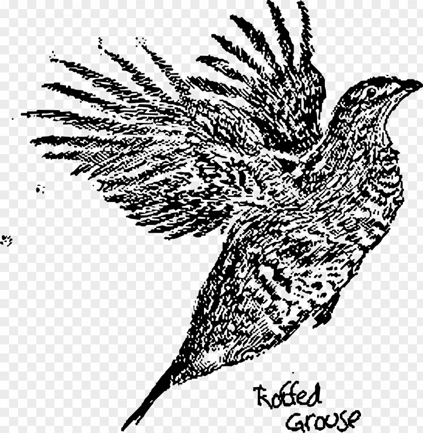 Bird Ruffed Grouse Drawing Black And White PNG