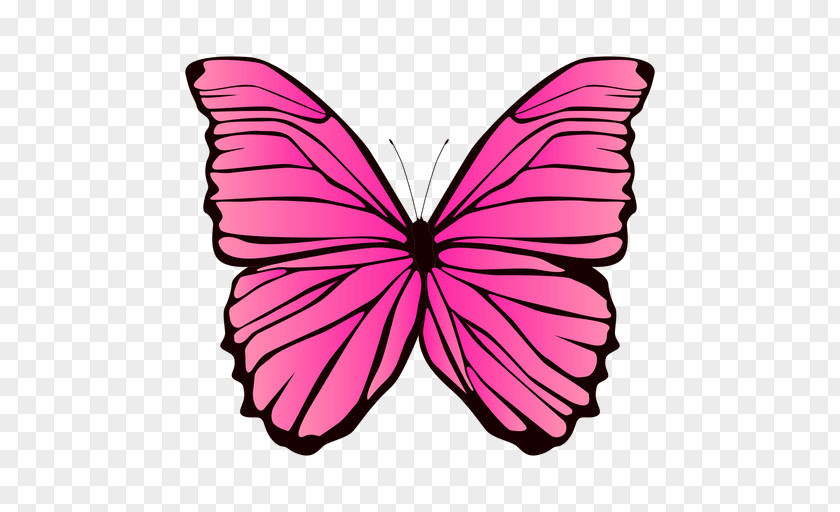 Borboleta Image Design Butterfly PNG