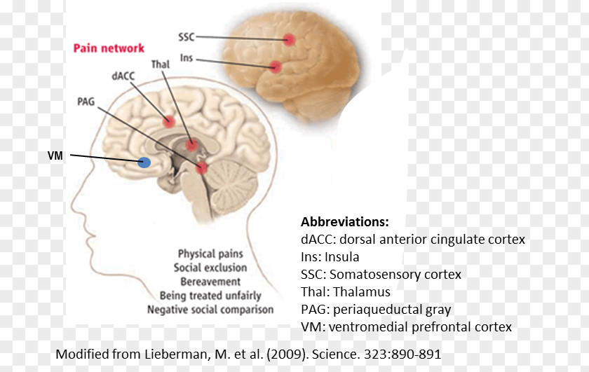 Brain Anterior Cingulate Cortex Gyrus Cerebral Ventral Tegmental Area PNG
