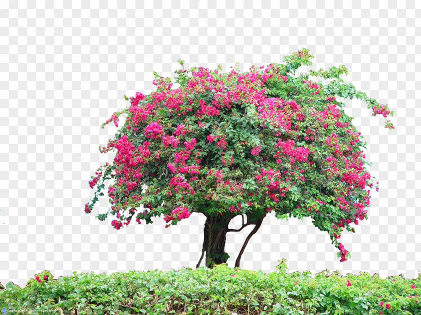 Fiori Shrub Tree Flora Plant PNG