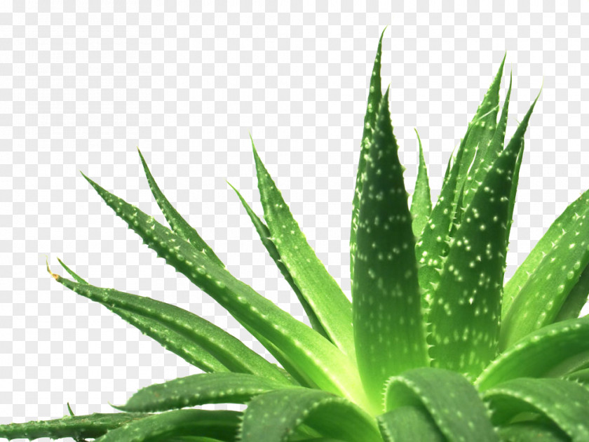Green Aloe Vera Polyphylla Succulent Plant Gel PNG