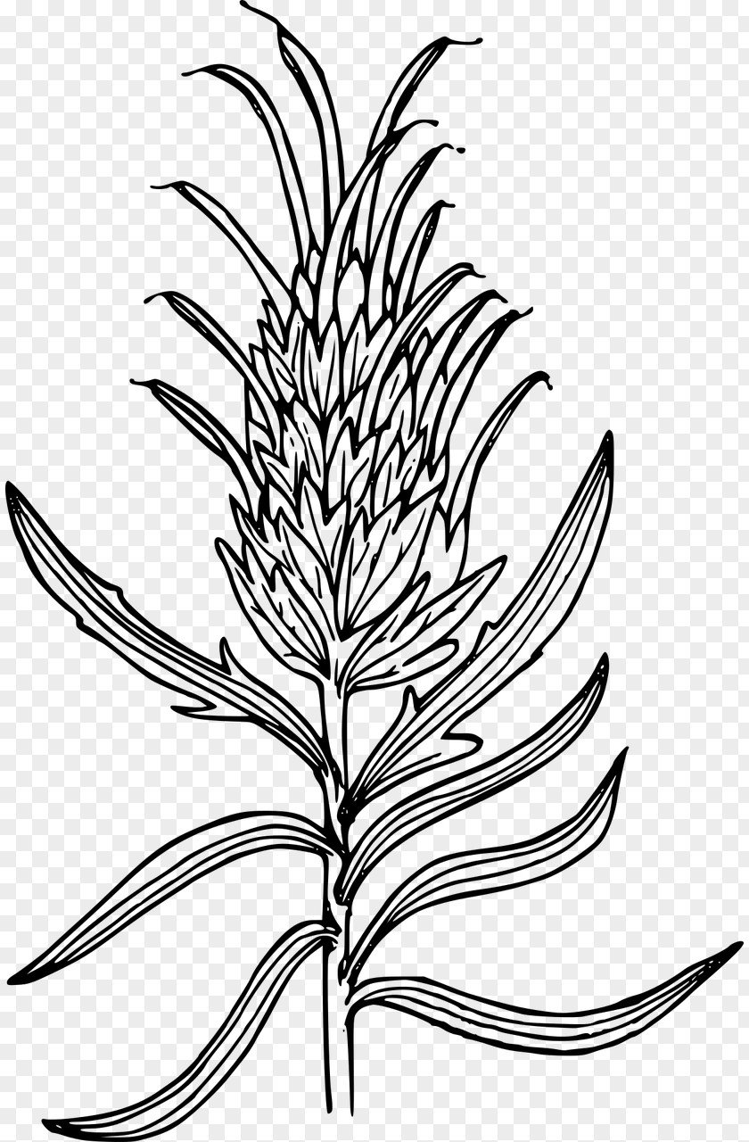 Indian Paintbrush Flower Wyoming Drawing Clip Art PNG