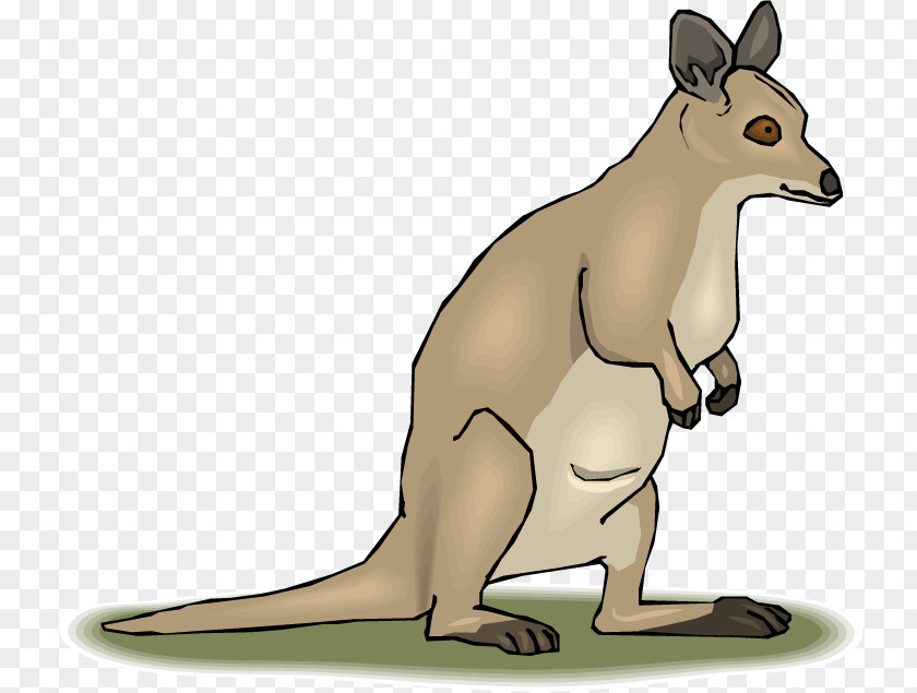 Kangaroo Marsupial Tree-kangaroo Mammal Clip Art PNG