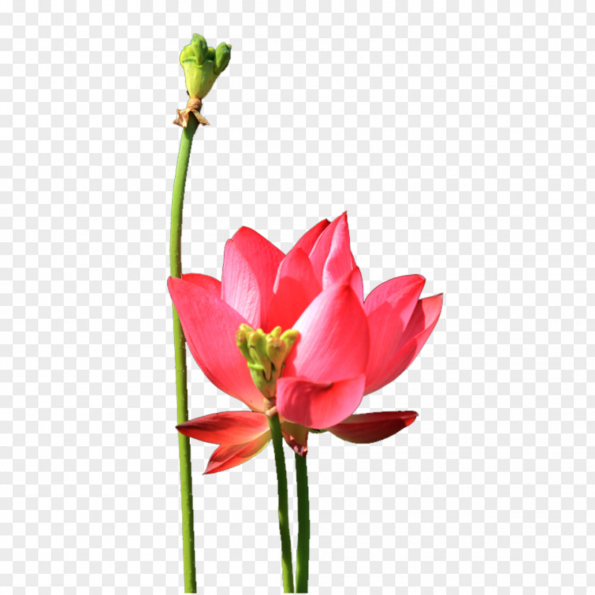 Lotus Blossom Pull Material Free Nelumbo Nucifera Effect Tulip PNG