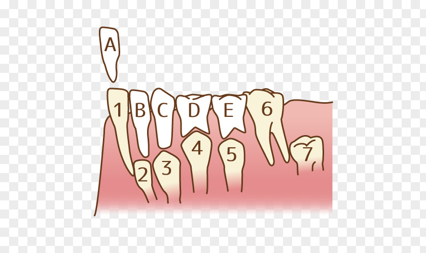 Molar Tooth かさま歯科クリニック Dentist PNG