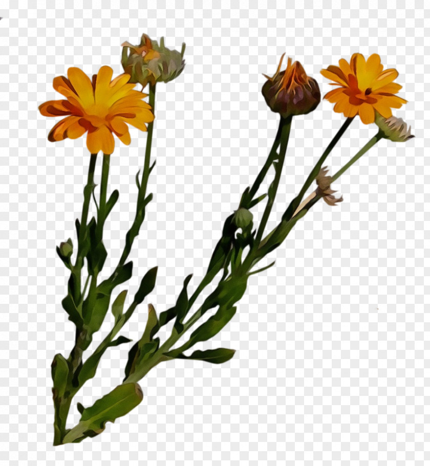 Plant Stem Petal Flower Flowering English Marigold Yellow PNG