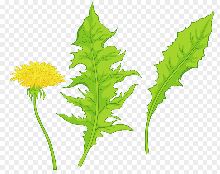 Yellow Dandelion Common Leaf PNG