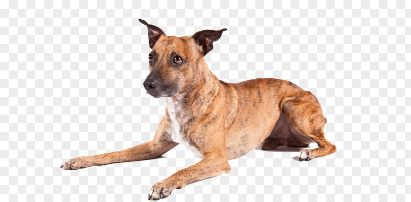 American Dog Breeders Association Breed Hairless Terrier Skye Rottweiler Jack Russell PNG