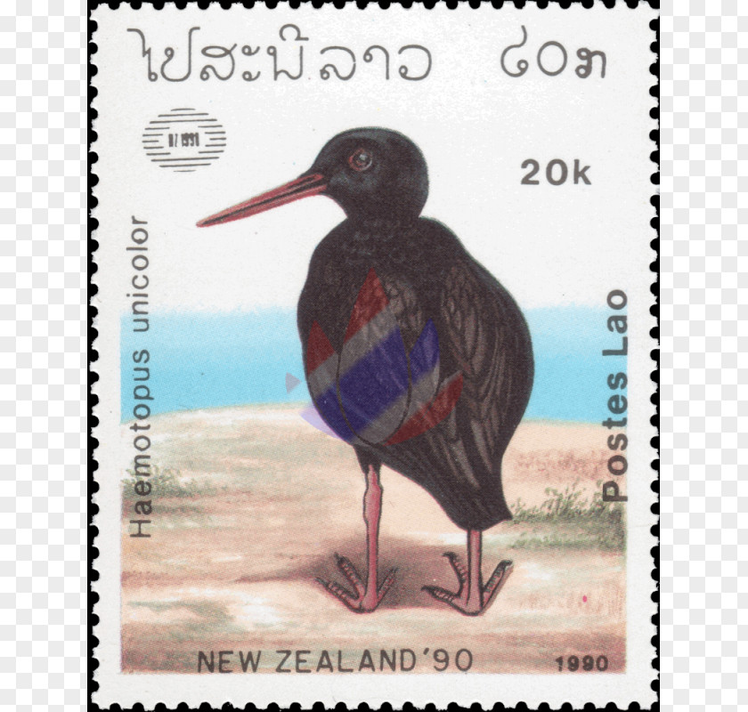 Bird Haematopus Variable Oystercatcher Beak Owl PNG