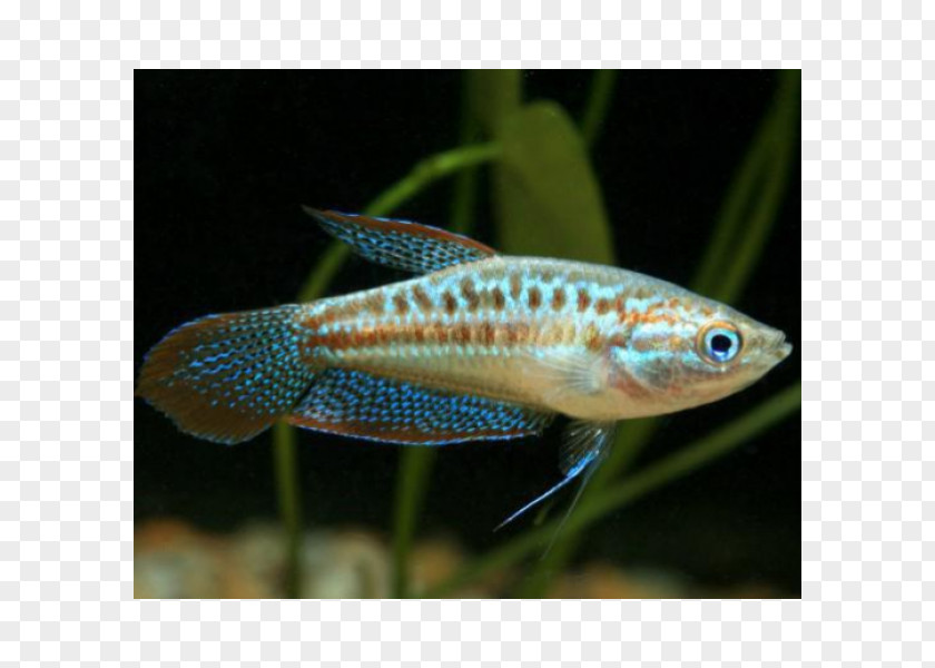 Fish Dwarf Gourami Sparkling Aquariums PNG