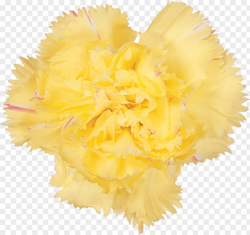 Hibiscus Cut Flowers Carnation Petal Flowering Plant PNG