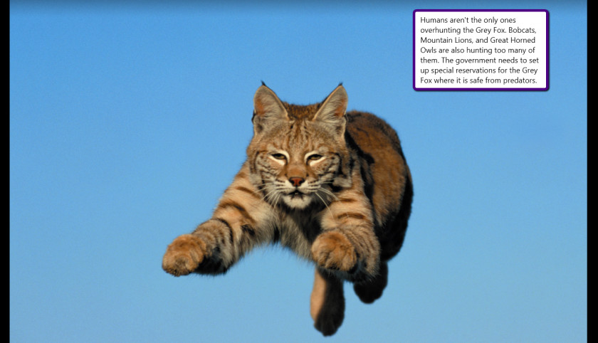 Lynx Bobcat United States Felidae Kitten PNG