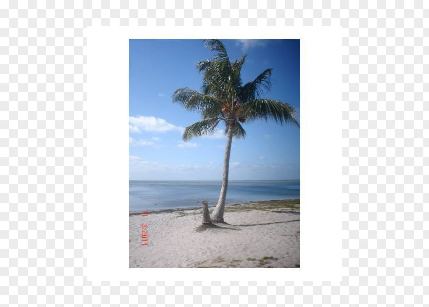 Vacation Caribbean Arecaceae Sky Plc Tree PNG