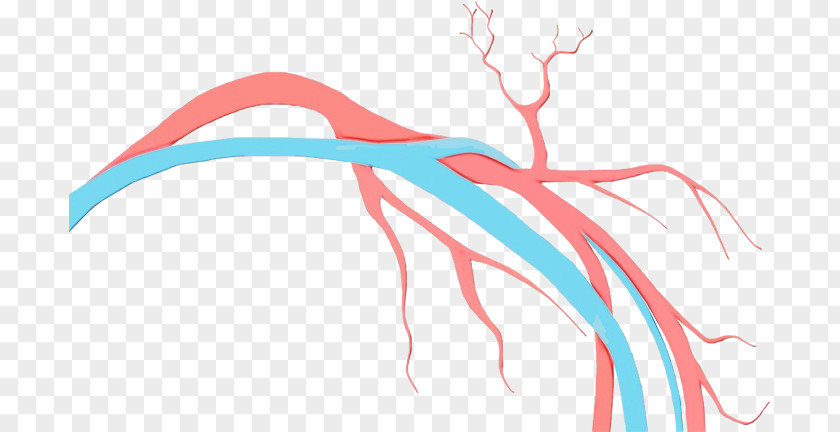 Angiology Vascular Surgery Vein Doppler Ultrasonography Aneurysm PNG