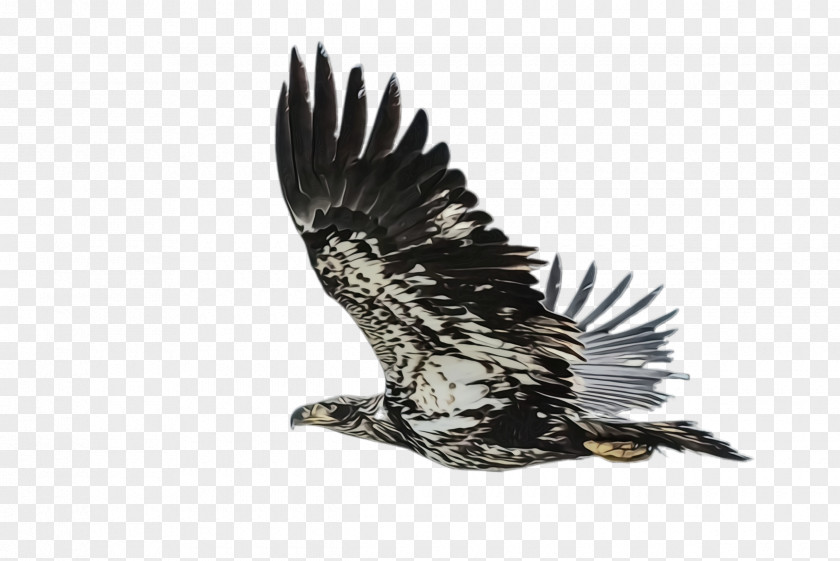 Animal Figure Figurine Flying Bird Background PNG
