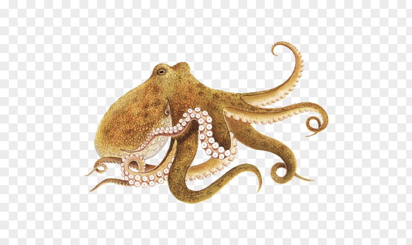 Octapus Enteroctopus Dofleini Squid Clip Art PNG