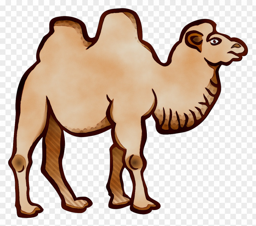 Bactrian Camel Dromedary Clip Art Drawing PNG