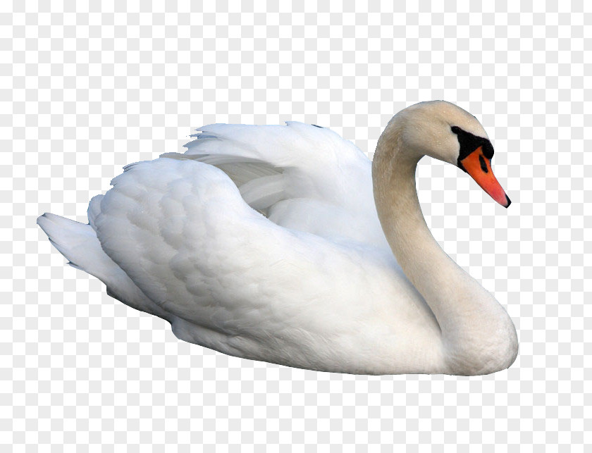 Beautiful Swan Cygnini Hamsa Clip Art PNG