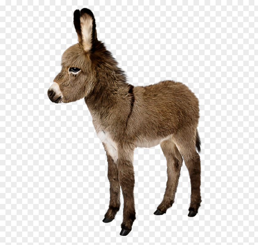 Donkey Stock Photography Stock.xchng Royalty-free Image PNG