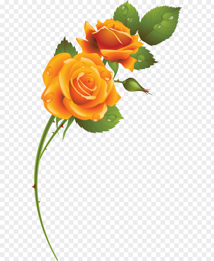 Flower Garden Roses Floral Design Cut Flowers Blue Rose PNG