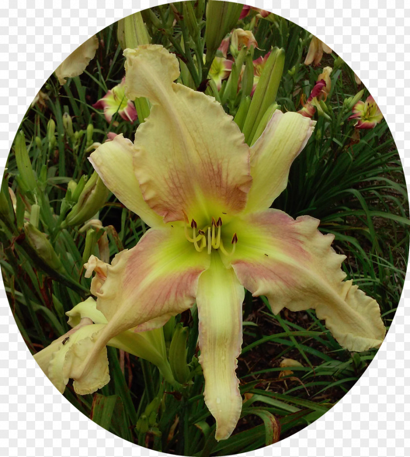 Greenthroated Carib Daylily Flowering Plant PNG