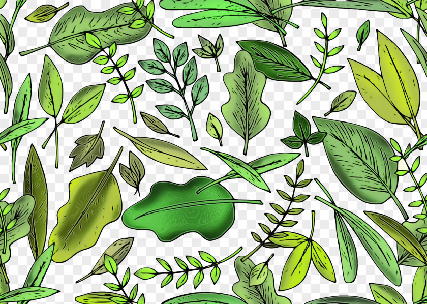 Leaf Plant Stem Vegetable Herbal Medicine Herb PNG