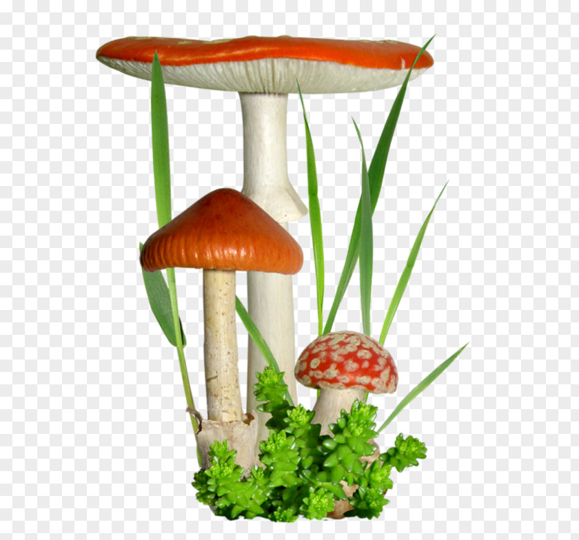 Mushroom Fungus Clip Art Blog PNG