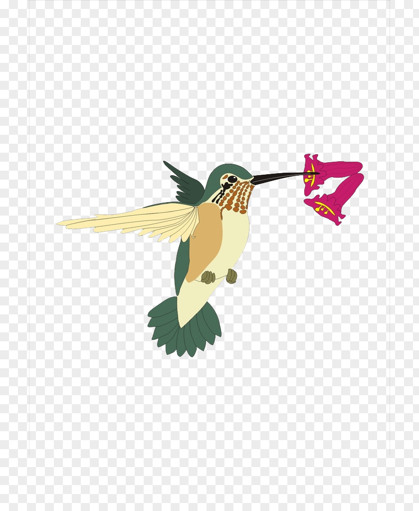 Sparrow Hummingbird Clip Art PNG