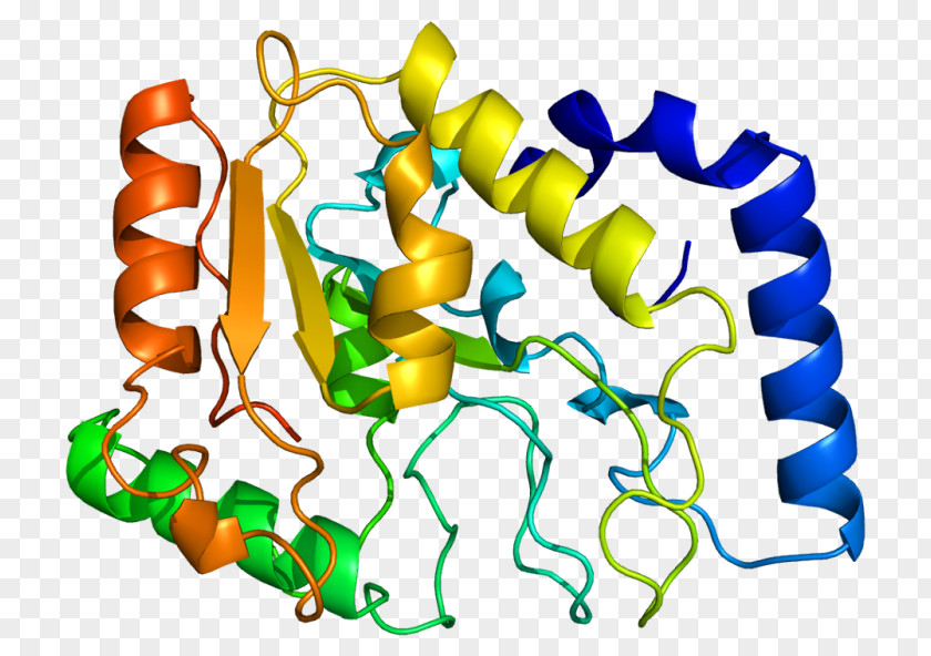 Thymidine Uracil-DNA Glycosylase Base Excision Repair PNG