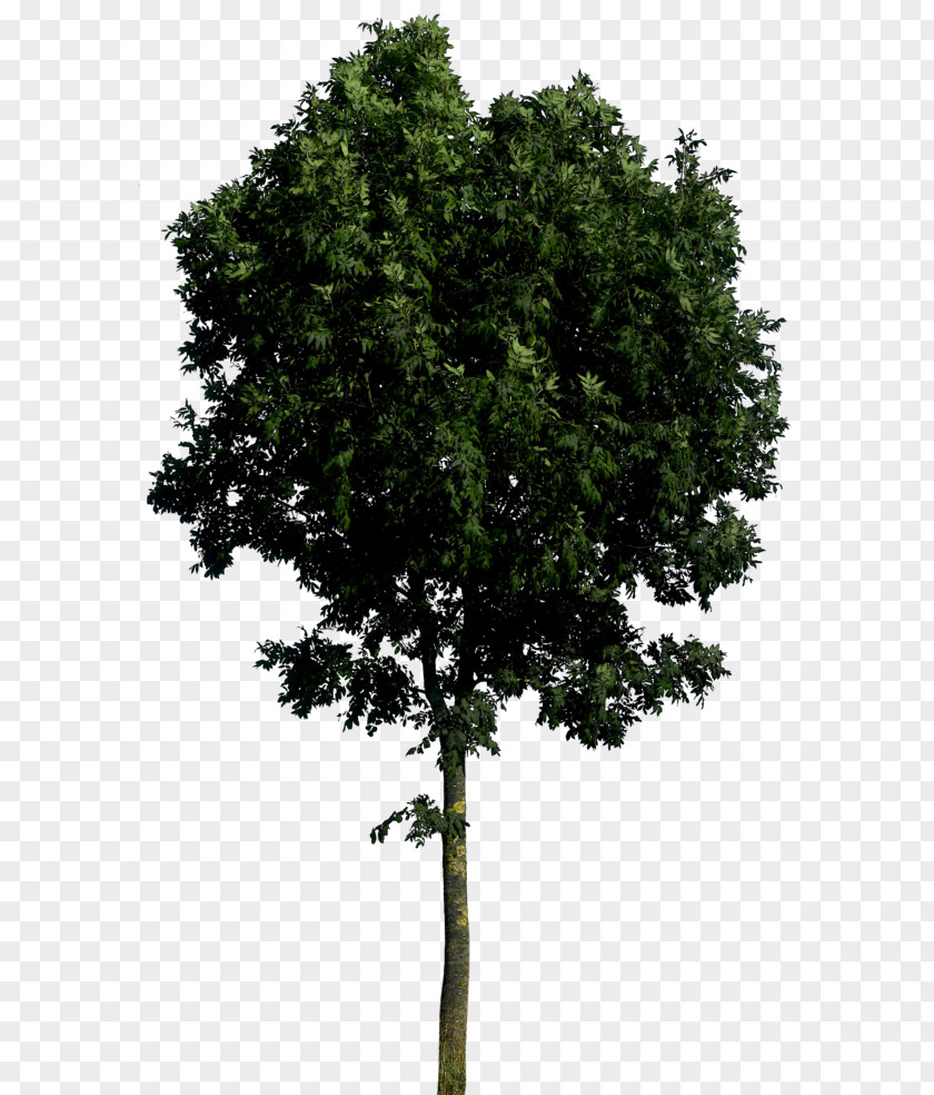 Tree Transparent Branch Shrub Leaf Evergreen PNG