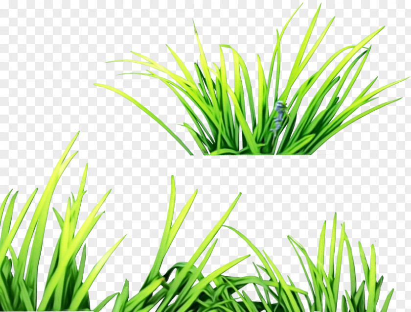 Aquarium Decor Plant Stem Fresh Lemongrass Commodity Sweet Grass PNG