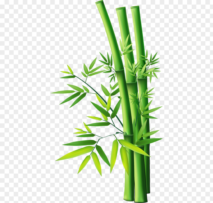 Bamboo 19 0 1 Tropical Woody Bamboos Clip Art PNG