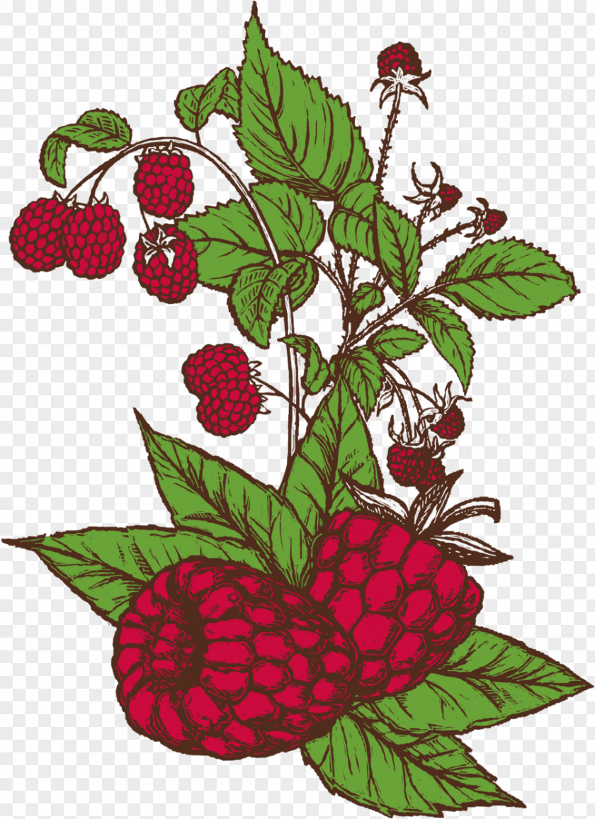 Bayberry Beer Avery Brewing Company Sour Raspberry Brewery PNG