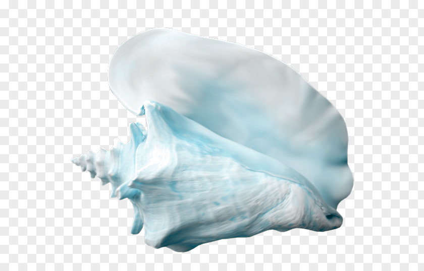 Conch Shankha Seashell Jaw Turquoise PNG