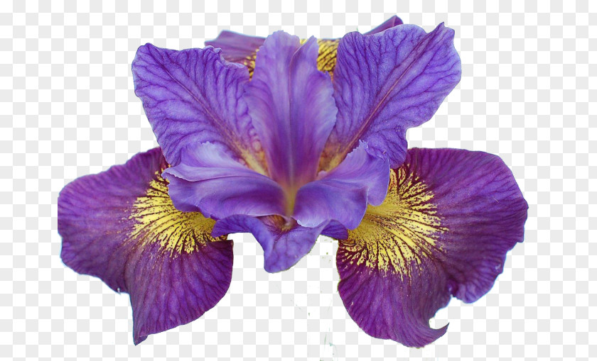Flower Iris Ser. Sibiricae Lacustris Sibirica PNG