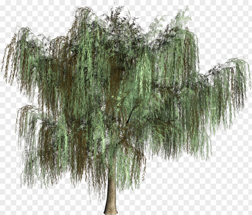 Green Tree Woody Plant Evergreen Conifers PNG