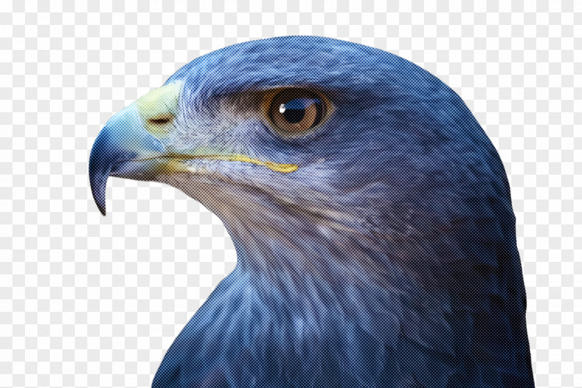 Hawk Blue Bird Beak Eagle Accipitridae Of Prey PNG