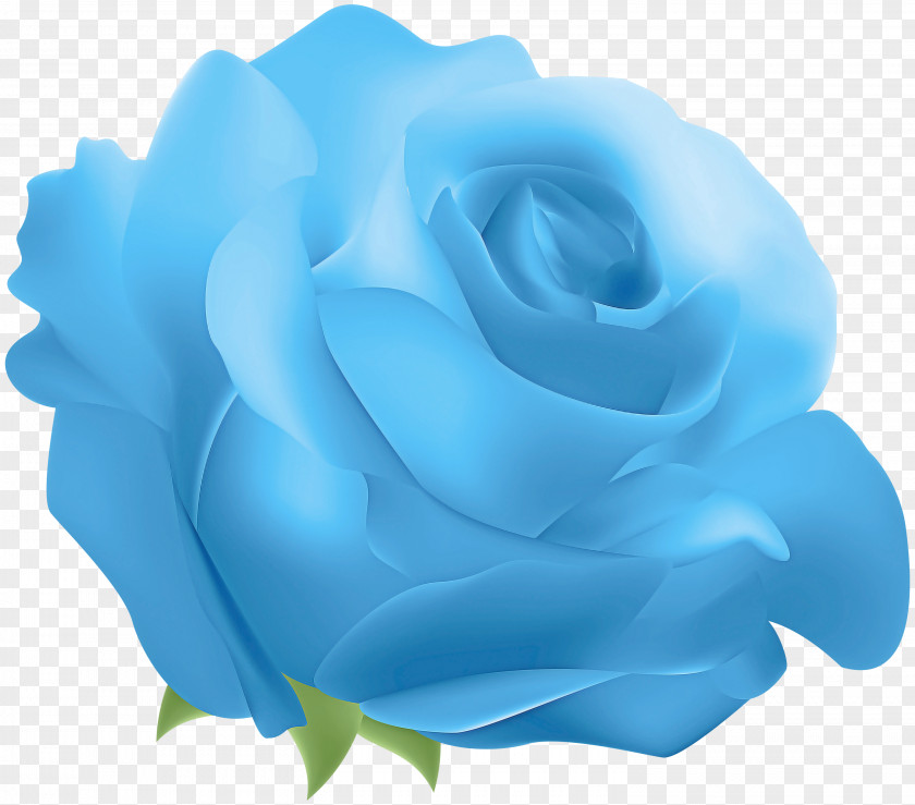 Plant Turquoise Blue Rose PNG