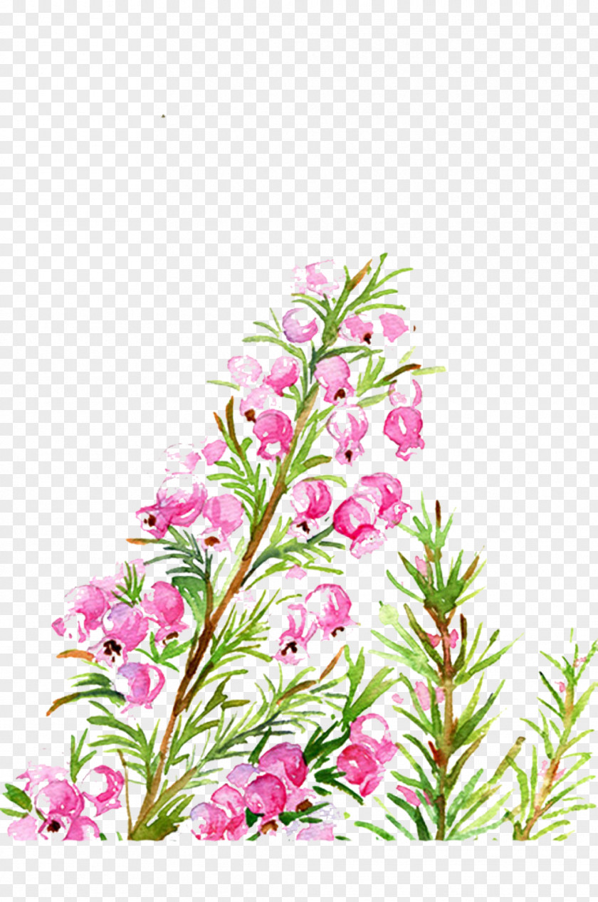 Sea Xianhua Picture Material Floral Design Flower March PNG