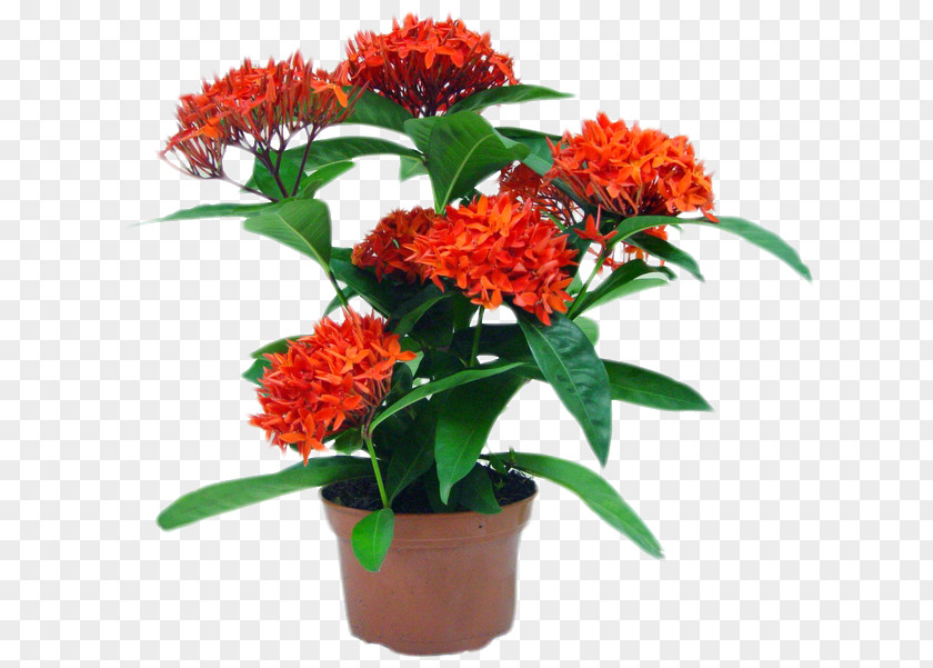 Subtropical Ixora Coccinea Flowerpot Plant Garden Cut Flowers PNG