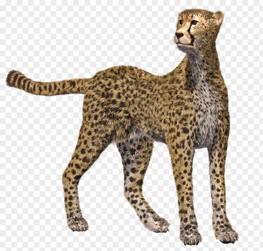 Cheetah Leopard Cougar Cat PNG