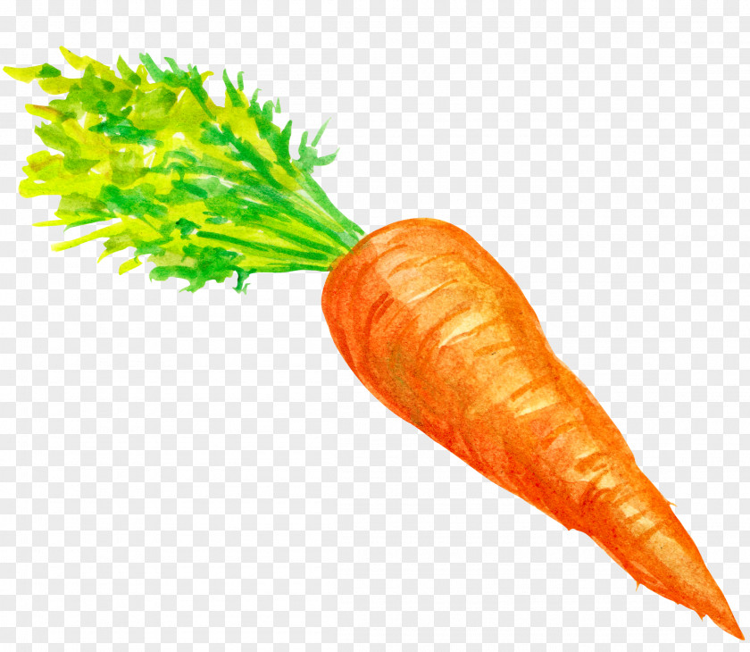 Carrot Decoration Baby Vegetable PNG