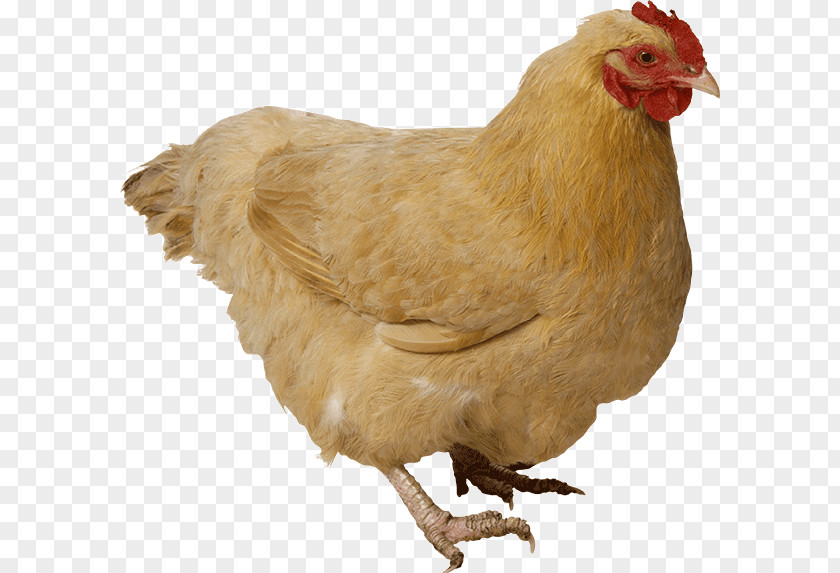 Chicken As Food Poultry PNG