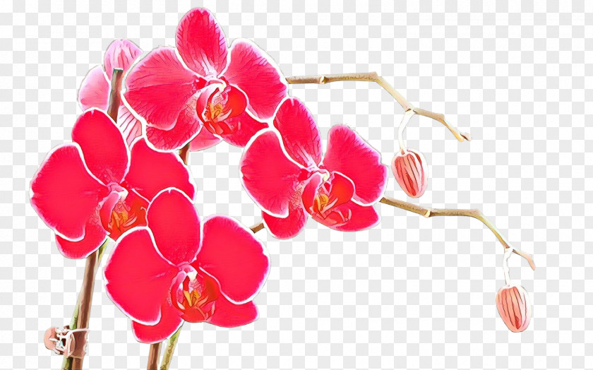 Flowering Plant Orchid Pink Flower Petal Magenta PNG