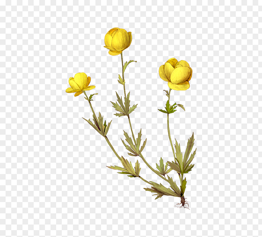 Standart Map Globeflower Dicotyledon Plants Italmas Trollius Altaicus PNG